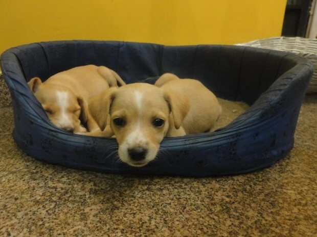 No evento, estarão disponíveis para adoção animais de diferentes raças e idades. (Foto: Nilza Pereira Furrer/Apelo Canino)