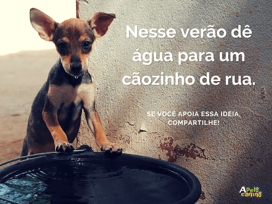 Nesse verão dê água para um cãozinho de rua.