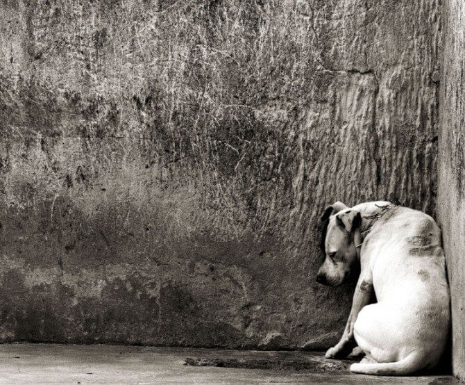 Aumento das penas no caso de maus-tratos contra cães e gatos